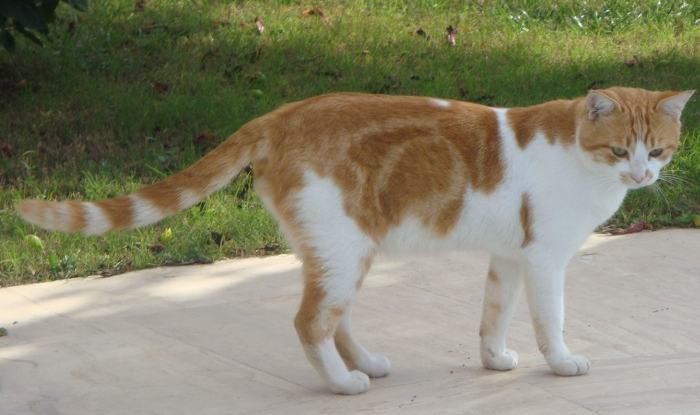 White tom hot sale cat